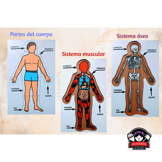 Cuerpo Humano 3 en 1